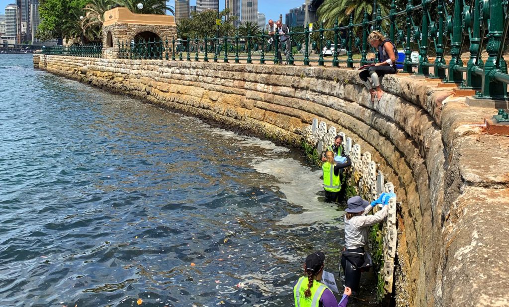 Researchers taking biofilm and chlorophyll measurements at the Living Seawalls installation in Sydney Harbour. Image: Maria Vozzo, SIMS, via Twitter